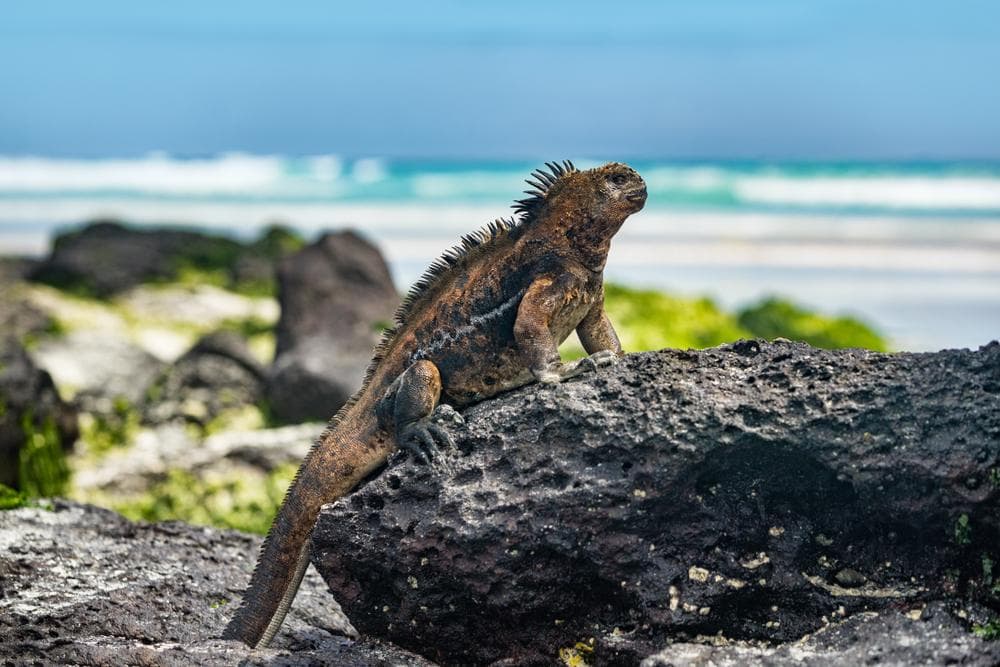 Santa Cruz Island