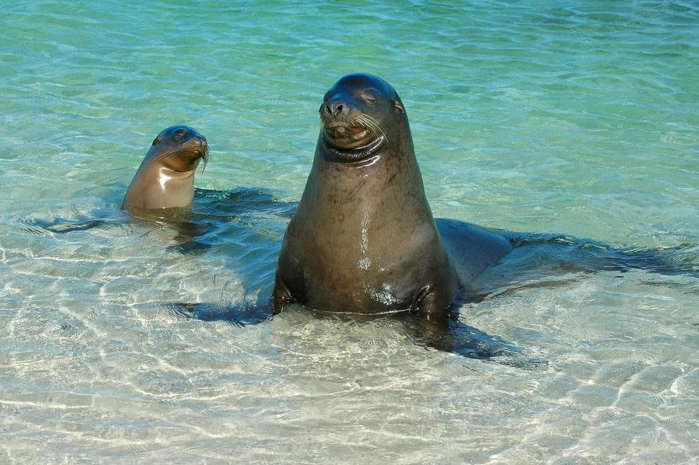 Genovesa Island