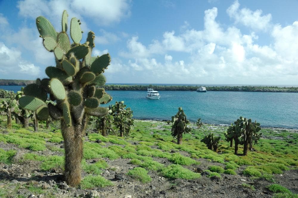 South Plaza Island