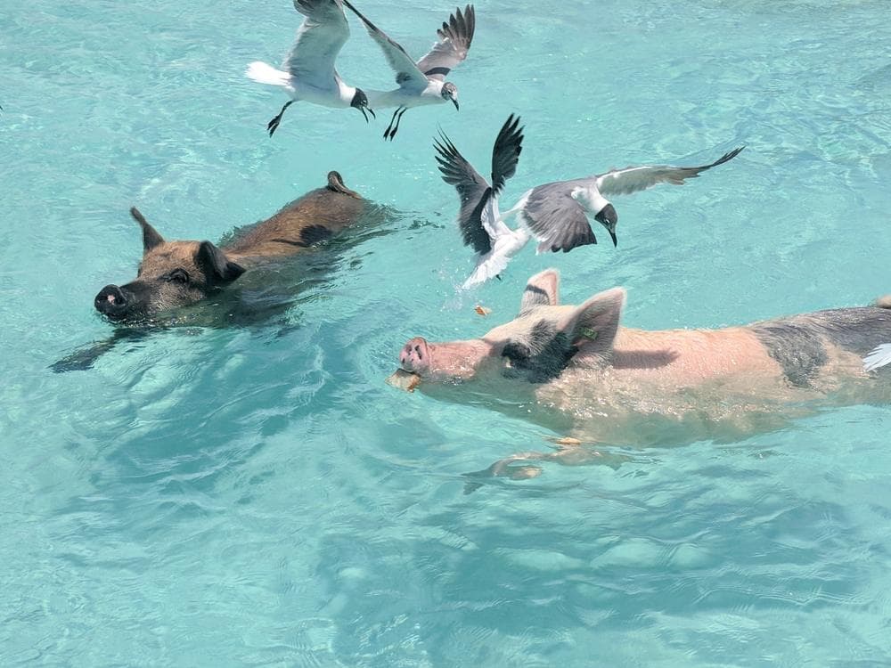 Staniel Cay, Exumas